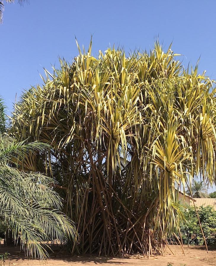 Les Maisons De Marco SENEGAL - B&B Cap Skirring Extérieur photo